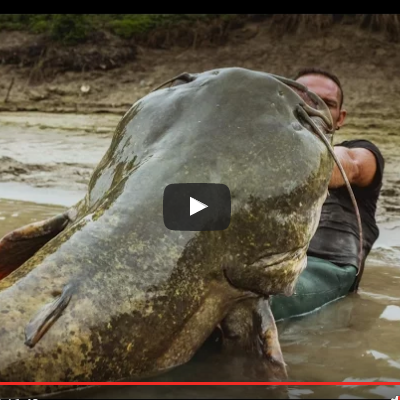 Fisherman fights the largest catfish